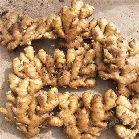 大面积生姜种植基地 黄姜新鲜上市价格 生姜农产品 欢迎
