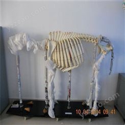 动物骨骼标本兔骨骼标本 动物骨骼标本 人体骨骼标本 动物骨骼教学实训室标本动物骨骼标本销售