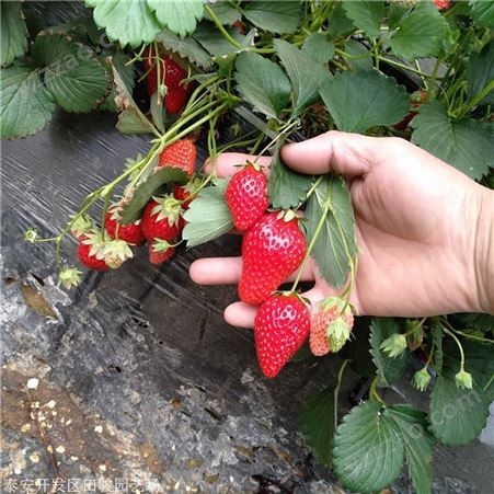 草莓苗 黔莓一号草莓苗 草莓苗供应基地