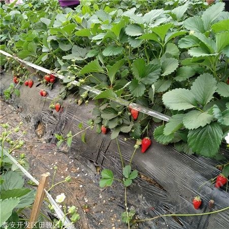 草莓苗 甜查理草莓苗 基地大量出售甜宝草莓苗