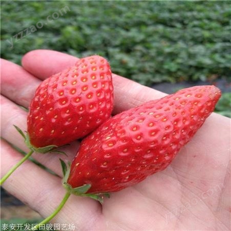 草莓苗 黔莓一号草莓苗 草莓苗供应基地