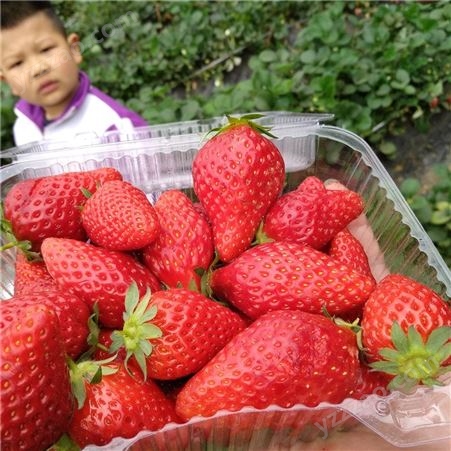 红颜草莓苗市场价格 哪里红颜草莓苗质量好 泰安田骏草莓苗