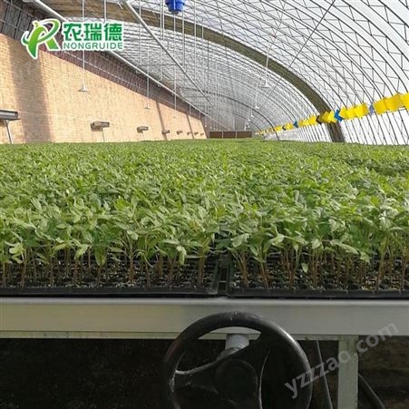 辣椒穴盘播种机厂家  精量育苗播种机  蔬菜育苗机价格