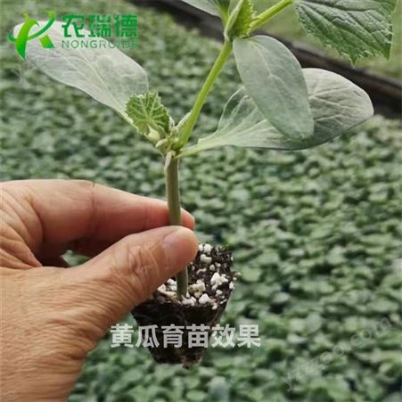 高品质育苗机厂家 蔬菜花卉穴盘播种机  农瑞德KRT-680型