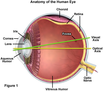人眼的解剖结构